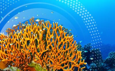 Saving Coral Reefs with ‘Organ Transplants’